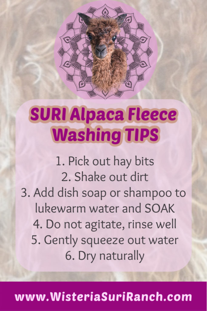 How to Wash Suri Alpaca Fleece – Wisteria Suri Ranch